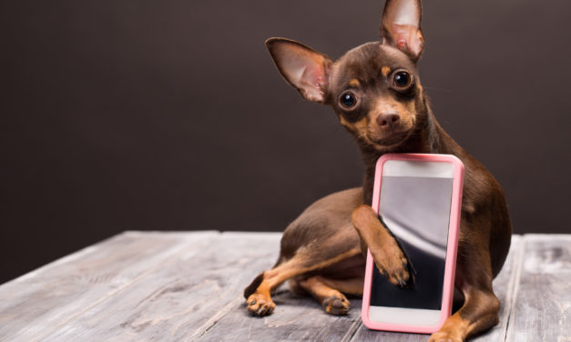 Tecnología para cuidar a tu mascota