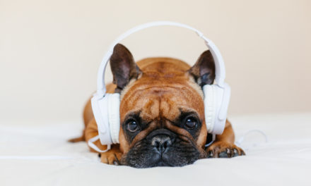 Aprende a crear una lista de música para relajar a tu mascota