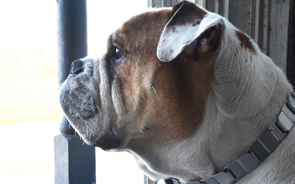 Rocky, más que un buen amigo