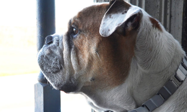 Rocky, más que un buen amigo