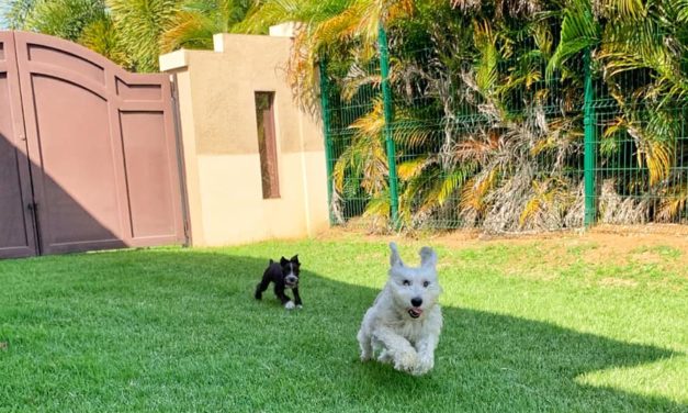 Vivir con mascotas en cuarentena