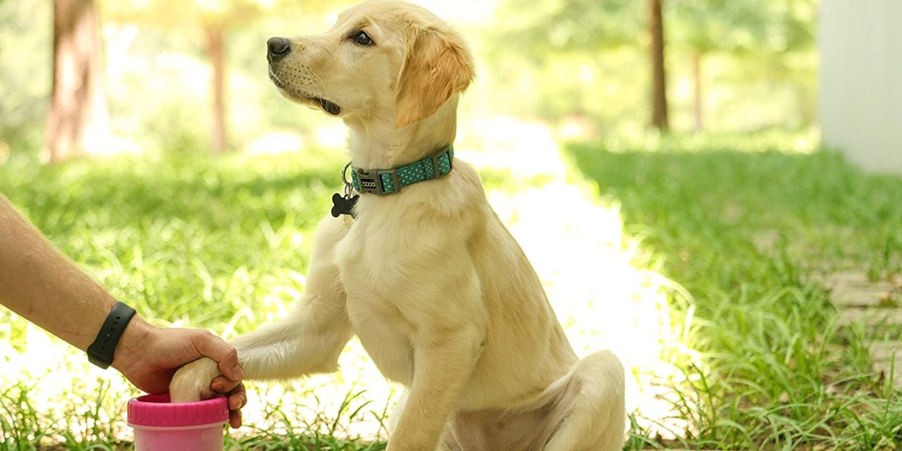 ¡Limpia bien sus patas!