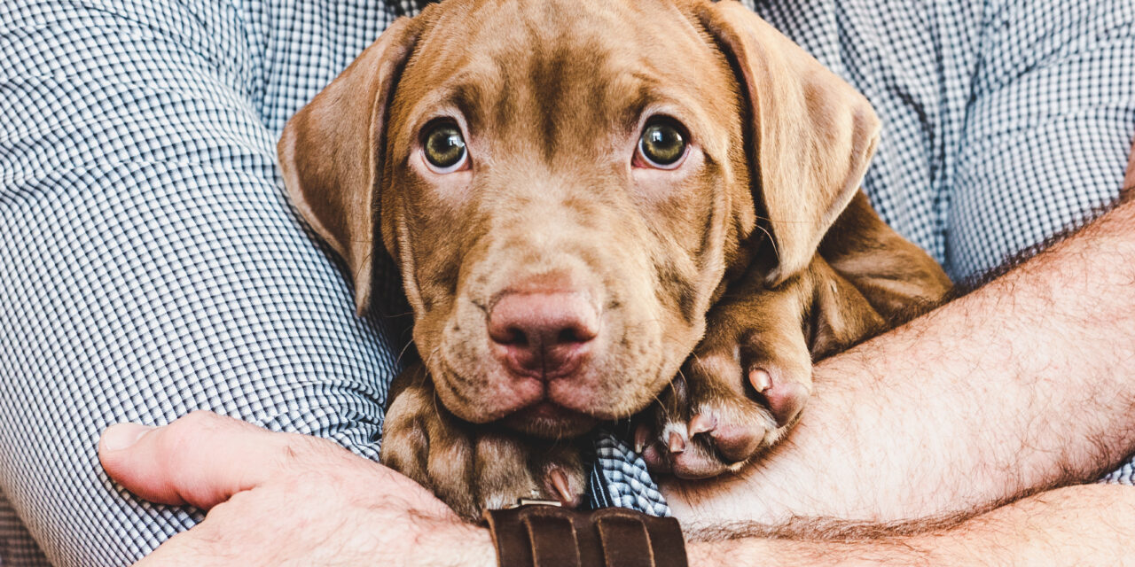 Aumentan las adopciones de mascotas en Nueva York tras el COVID-19