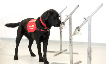 Perros serán entrenados  para detectar el COVID-19