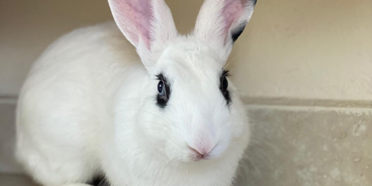 Gazú, travieso, tierno y goloso