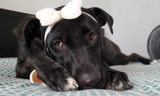 Naia Saludable y feliz luego de sufrir parvovirus canino