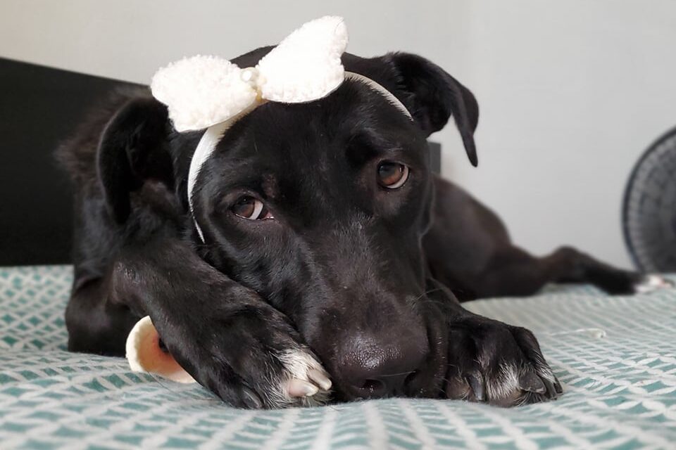 Naia Saludable y feliz luego de sufrir parvovirus canino