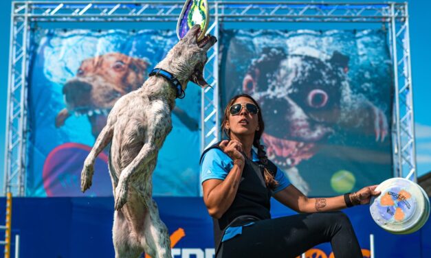 10 preguntas a The Canine Experience