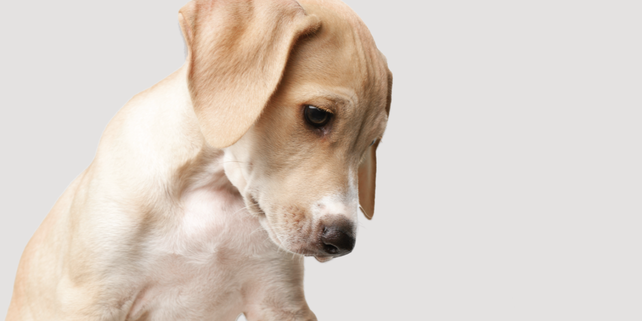 Parvovirus canino puede tener graves consecuencias