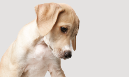 Parvovirus canino puede tener graves consecuencias