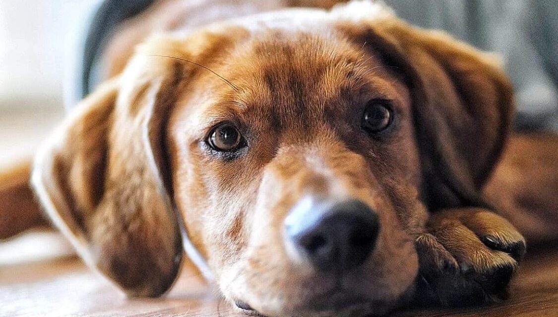 A.J., gran perro que se ganó los corazones de sus padres