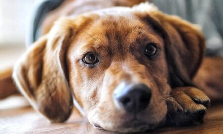 A.J., gran perro que se ganó los corazones de sus padres