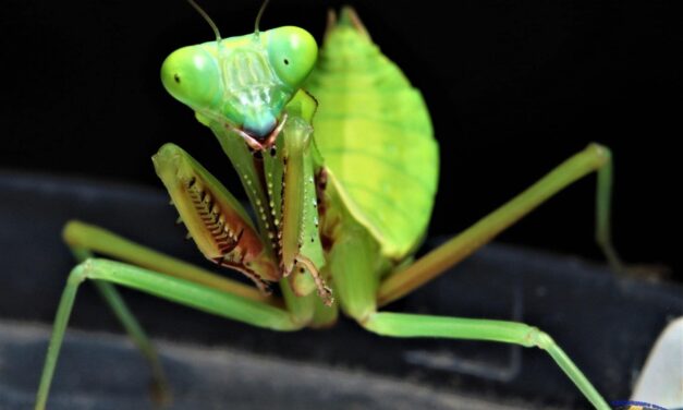 CONOCE A LAS MANTIS RELIGIOSAS