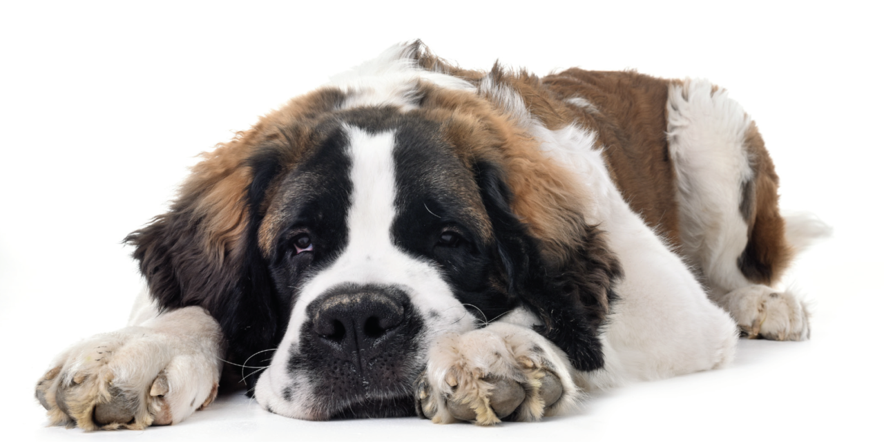 ALIMENTOS CASEROS PUEDEN MATAR A TU PERRO