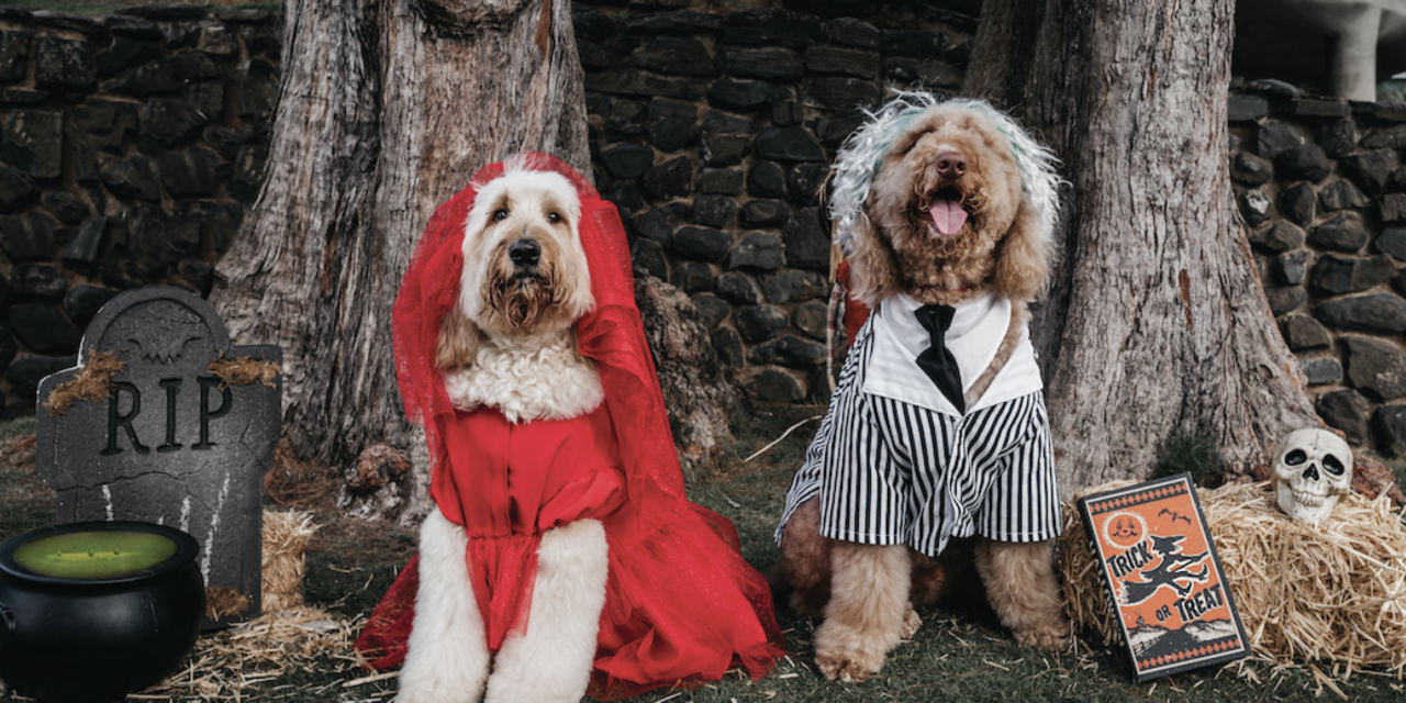 PRIMER ATELIER PARA MASCOTAS