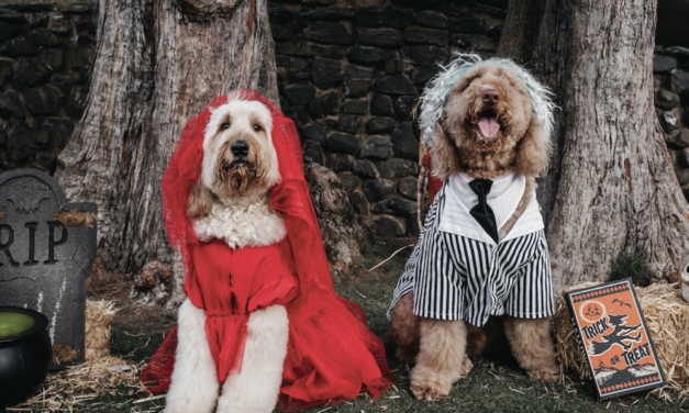 PRIMER ATELIER PARA MASCOTAS