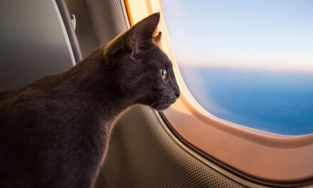 Animales de apoyo emocional no viajarán en cabina aérea