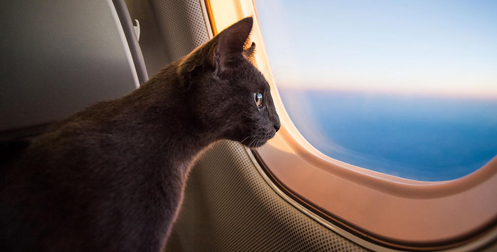 Animales de apoyo emocional no viajarán en cabina aérea