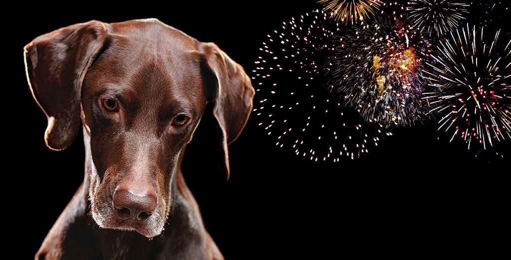 Conoce por qué la pirotecnia afecta tanto a los perros