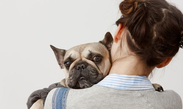 Los perros también pueden tener alergias