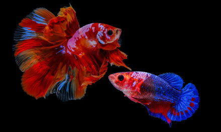 Lo que debes saber sobre la reproducción delos peces