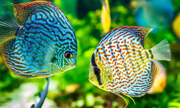 Los peces también sufren por amor