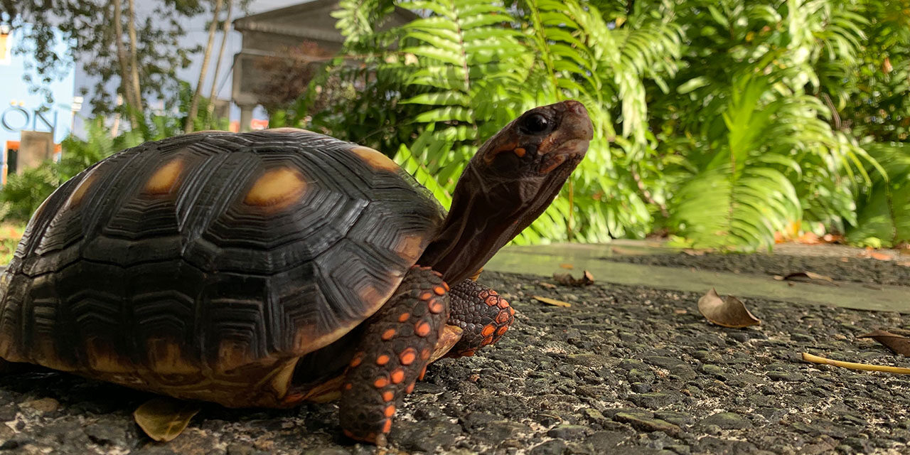 Raphael, la tortuga de las patas rojas