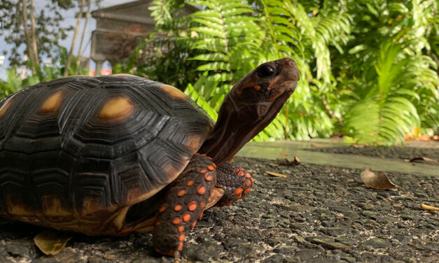 Raphael, la tortuga de las patas rojas