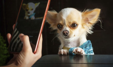 Las redes sociales y su influencia en la industria de las mascotas