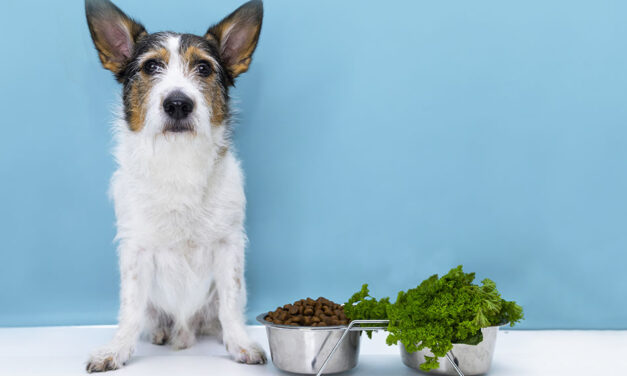 Conoce los beneficios del perejil en la dieta de tu perro