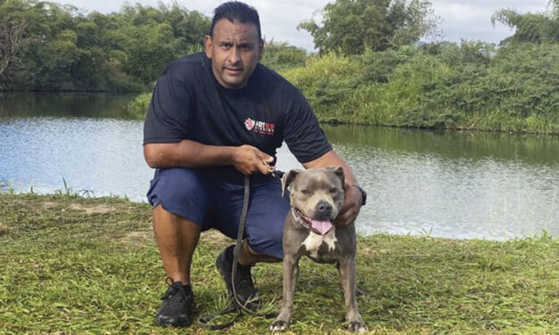 RECONOCE POR QUÉ ES IMPORTANTE EL ENTRENAMIENTO DE PERROS