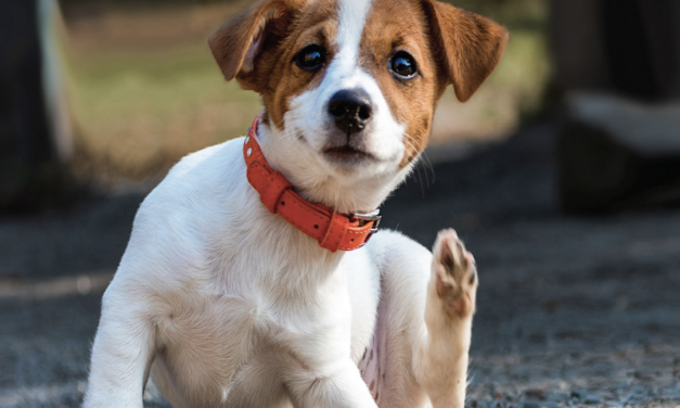 Pulgas y garrapatas en las mascotas