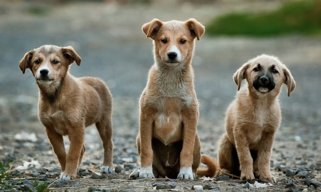 Los municipios y su rol dentro del bienestar animal