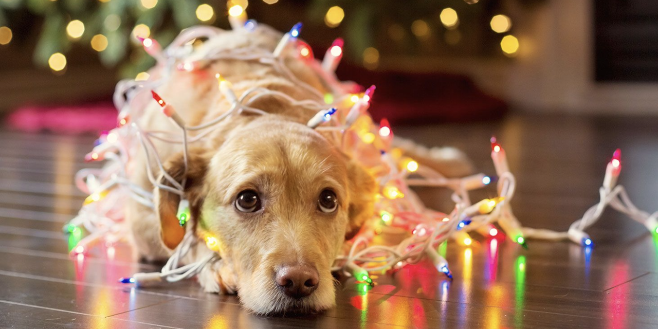 Las mascotas y los adornos de navidad Consejos de seguridad