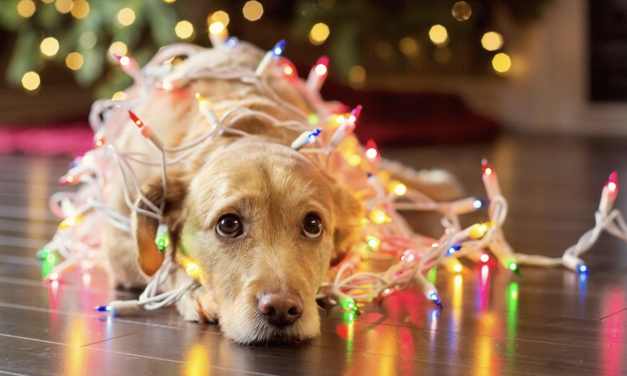 Las mascotas y los adornos de navidad Consejos de seguridad