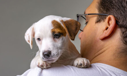 Lo que debes saber antes de adoptar una mascota