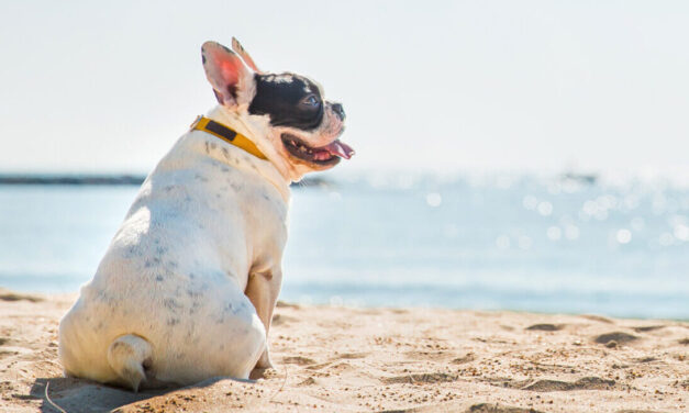 Consejos para evitar los golpes de calor en las mascotas