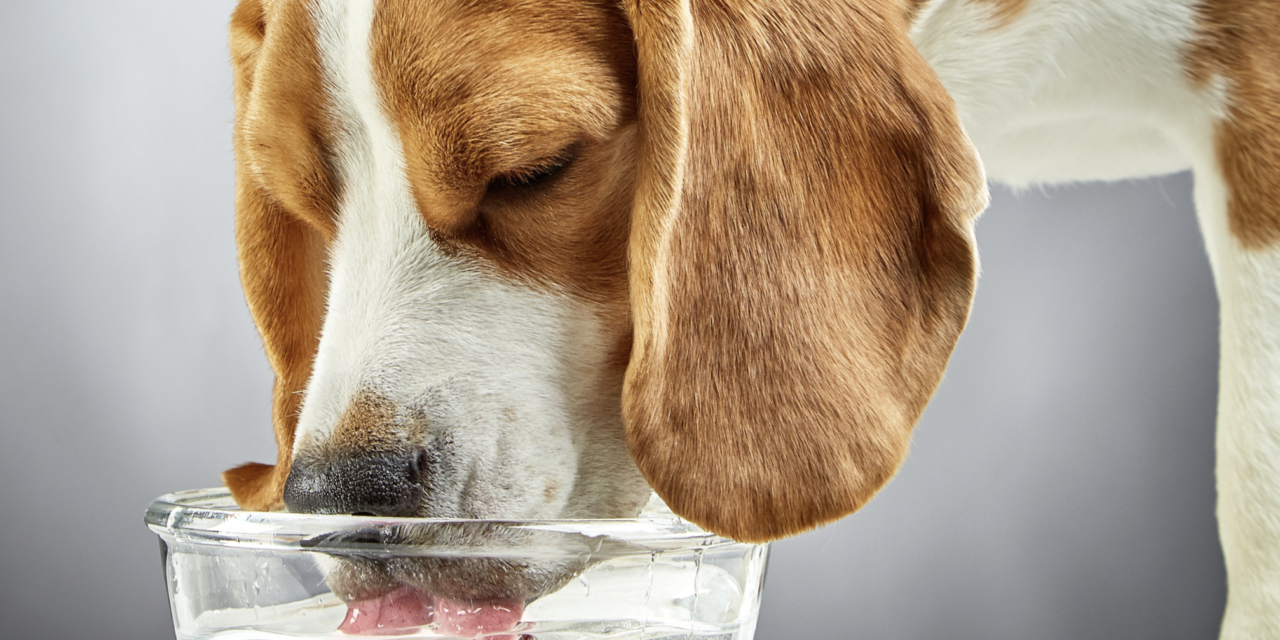 Una buena hidratación es vital para tu mascota