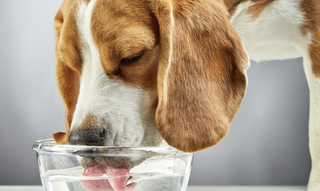 Una buena hidratación es vital para tu mascota