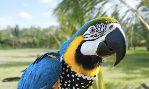 Bowie, el guacamayo