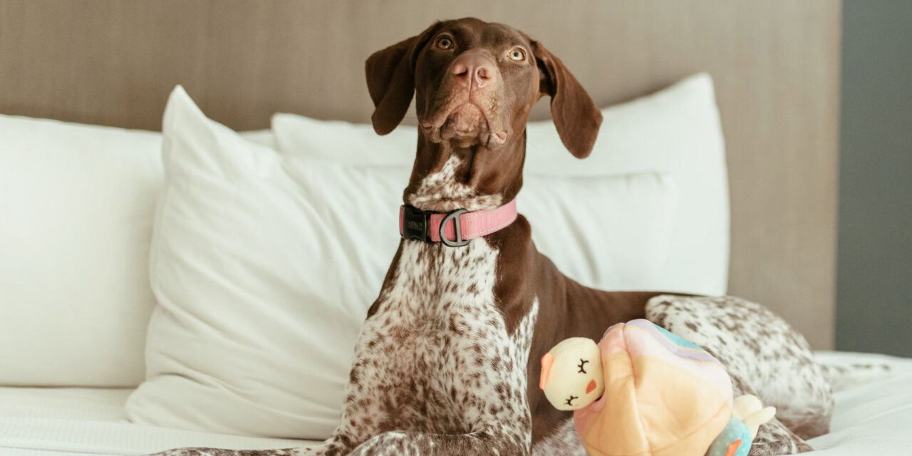 ¿Sabes qué es un hotel “Pet Friendly”? Te explicamos sus características