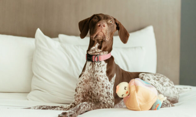 ¿Sabes qué es un hotel “Pet Friendly”? Te explicamos sus características