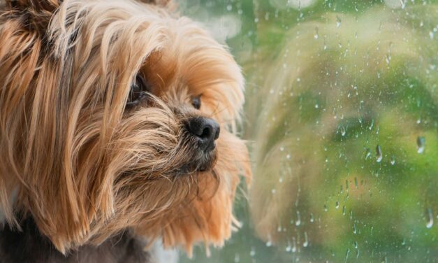 Manejo de mascotas luego de una emergencia atmosférica