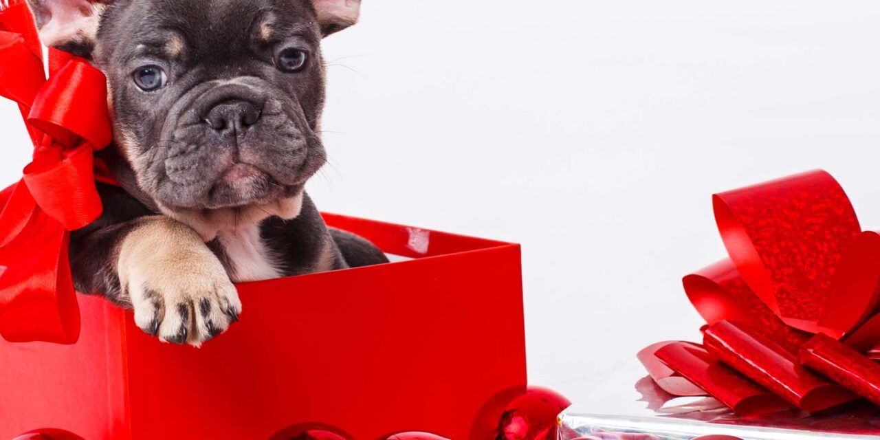 Mascotas como regalo de Navidad:  Una responsabilidad  compartida
