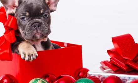 Mascotas como regalo de Navidad:  Una responsabilidad  compartida