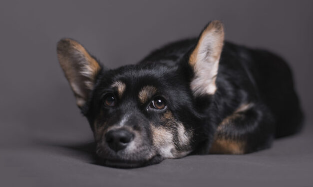 LA ENFERMEDAD DEL GUSANO DEL CORAZÓN EN PERROS Y GATOS ES PREVENIBLE