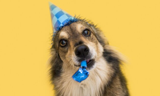 BORIPET: CELEBRANDO TRES AÑOS DE COMPROMISO CON LOS AMANTES DE LAS MASCOTAS