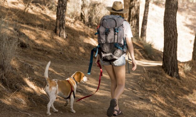 DE PASEO CON TU MASCOTA 