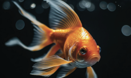 El pez dorado: “Goldfish”  ¡la estrella de los acuarios!