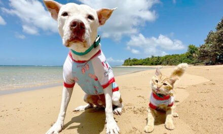 Cómo proteger a nuestras mascotas del intenso calor del verano